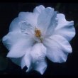 Carolina Beauty
